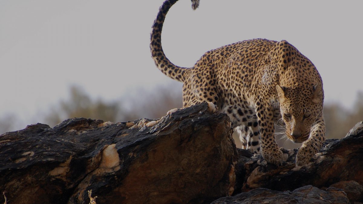 South African leopard alert and climbing over rocks in close up awesome shot.
