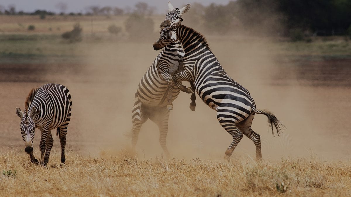 Sub Saharan Kenya plains and African landscape. Two zebras playing with another feeding.
