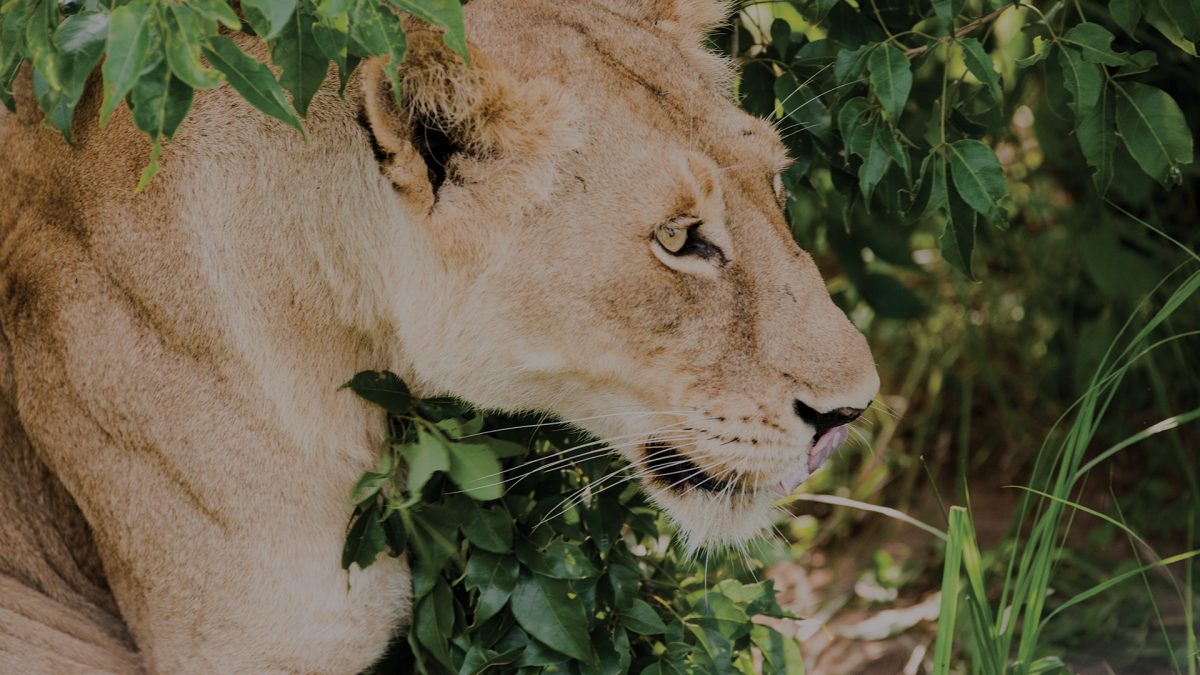 Uganda Primates, lion walking through lush green bushes. Luxury African safari.
