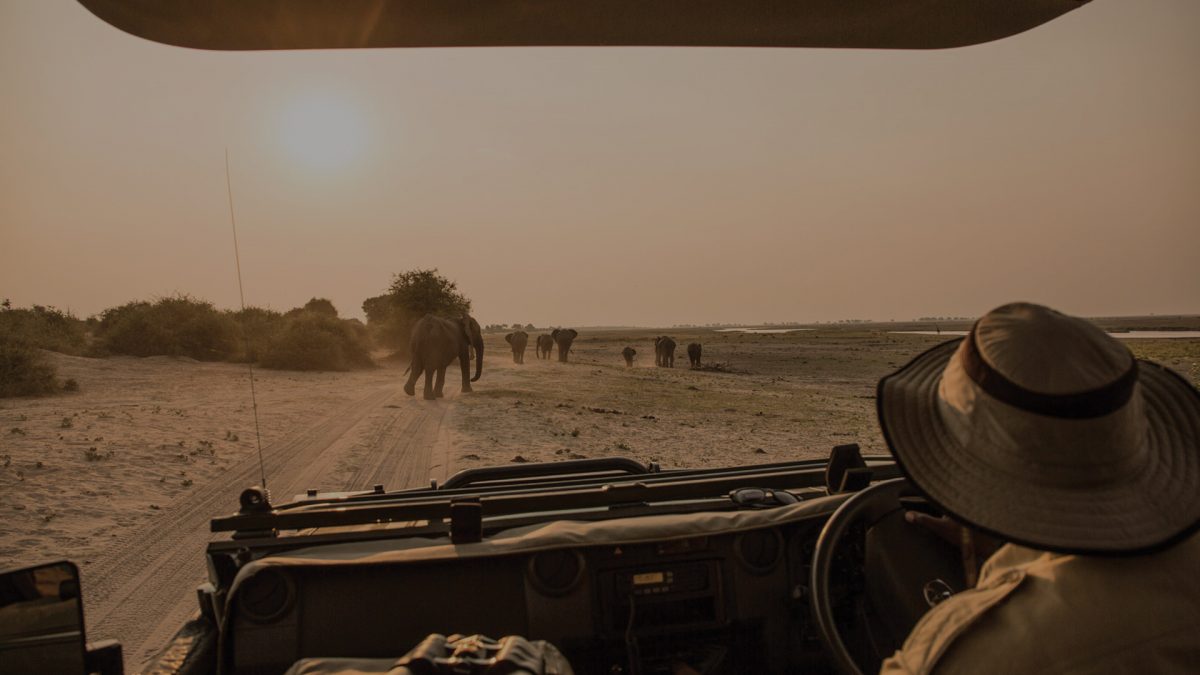 Safari trail from jeep through Botswana landscape, in view of a herd of elephants.