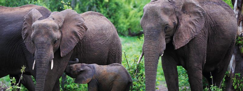 1._matetsi_elephant52