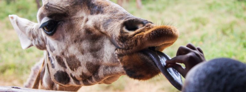 Giraffes in the AFEW Giraffe Centre, Nairobi, Kenya being fed by tour guides in looking area.