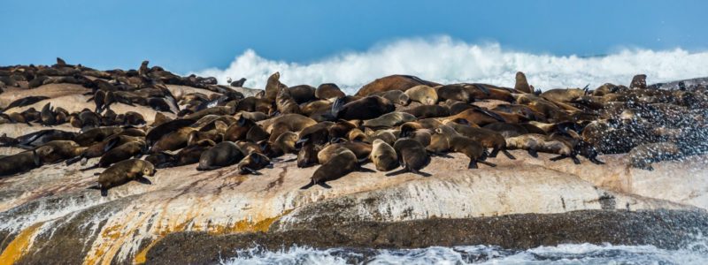 Cape Fur Seals laying on raised land surroudned by clear blue South African seas.