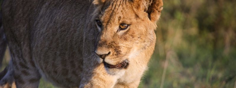 A lion cub (Panthera leo) walks toward the camera, lit by morning light. Ol Pejeta Conservancy, Kenya.