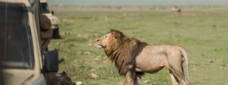 Big lion posing for tourists making photos during safari game drive in NgoroNgoro