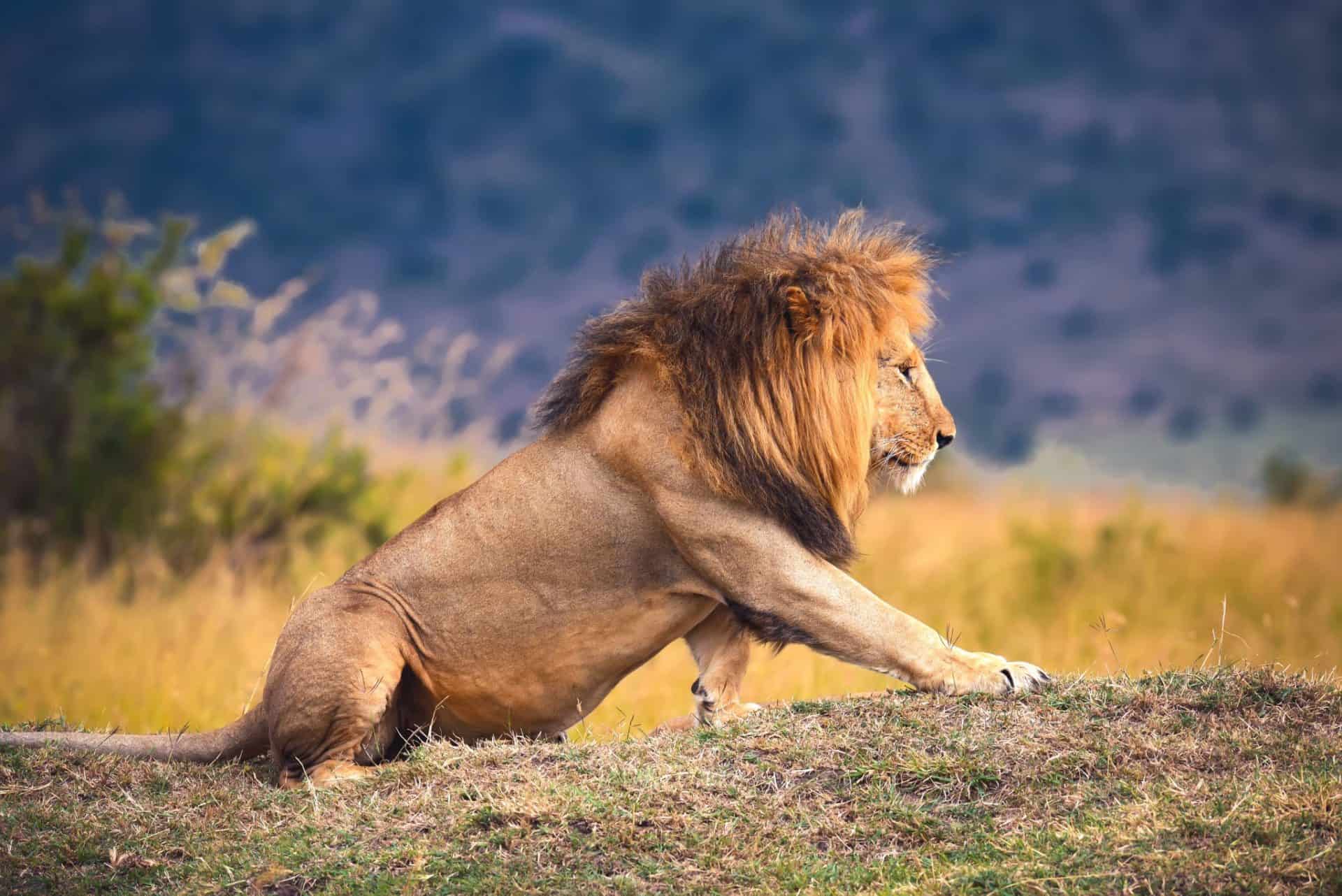 Close-up of majestic lion overlooking African plains in warm sun in National park of Kenya, Africa.