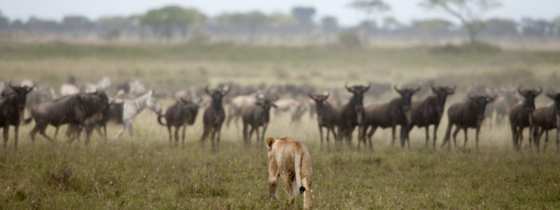 Lioness and herd of wildebeest at the Serengeti National Park, Tanzania, Africa.