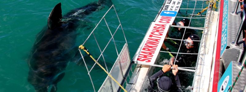 BH – Photography – Shark cage diving