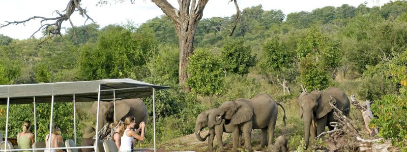 Chobe boat cruise elephants