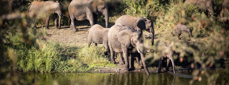 A group of elephants gathered by the water's edge in Singita Lebombo, Kruger National Park, South Africa.