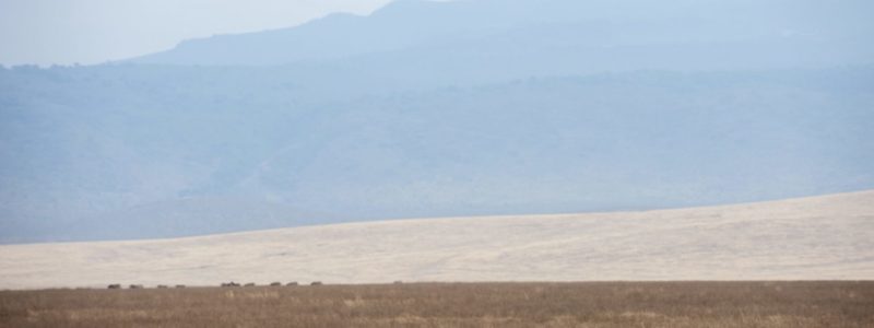 EntamanuNgorongoro25