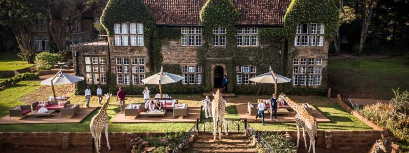 Giraffe manor, exterior view with people and giraffes in outside area feeding. Kenyan safari.
