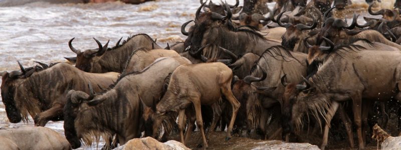 Legendary Serengeti Mobile Camp - wildife (2)