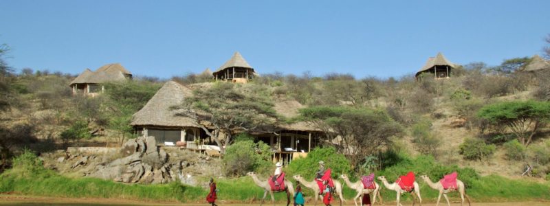 SASAAB - Camels infront of the lodge