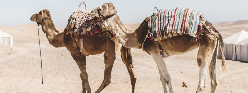 Scarabeo-2-1600x500-cc