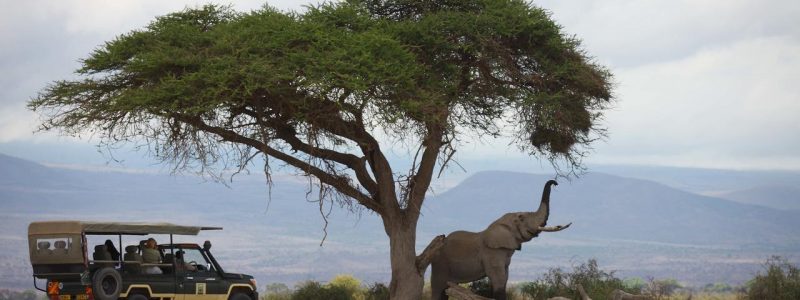 Tortilis Camp - Game Drive - Elephant