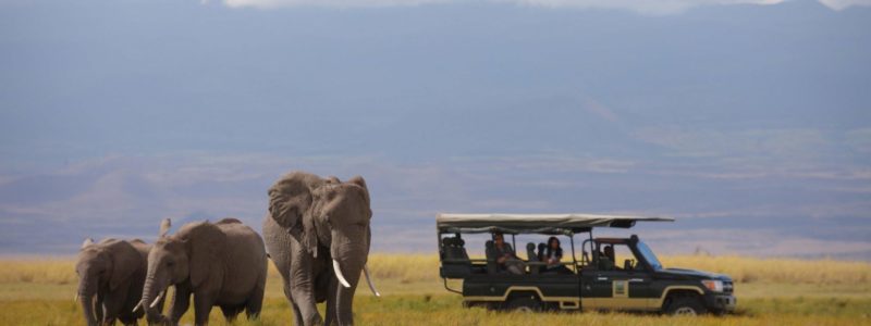 Tortilis Camp - Game Drive - Elephants1
