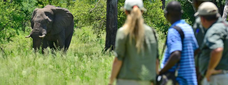 Walking_Safaris_Game_Viewing