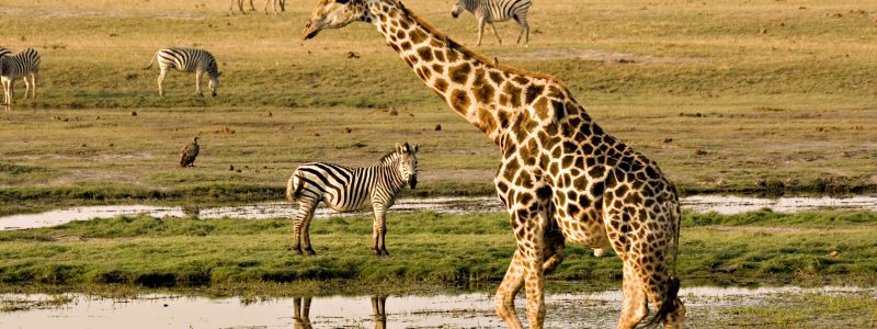 Giraffe walking near a waterhole with zebras grazing in the background on a grassy plain, taken in Chobe National Park, Botswana.