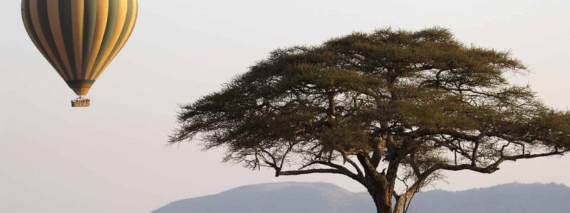 Green and yellow hot air balloon flying near an acacia tree over the Serengeti National Park, in Tanzania.
