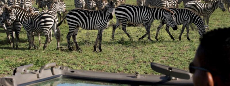 game_drive_zebra_game_drive