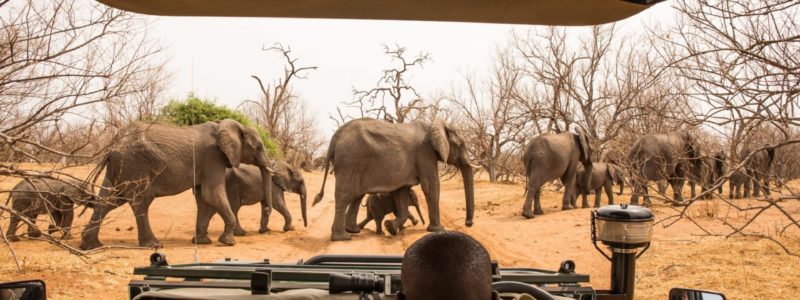 gamedrive_kadizora_stock