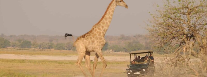 giraffe_game_drive