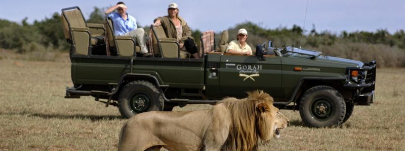 gorah-Game Drive - Male Lion