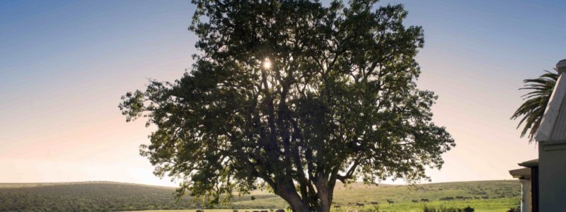 gorah_-_front_viewing_deck_and_waterhole_view