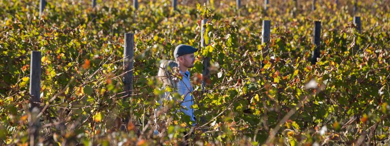 Person walking through lush vineyards in the South African Winelands under golden sunlight.