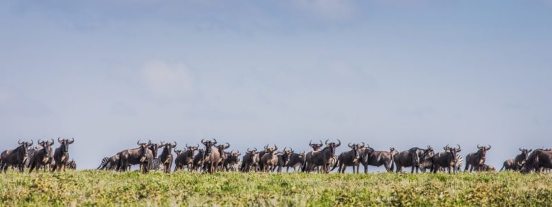 A herd of wildebeest standing on a grassy plain under a clear blue sky in Mwiba and Maswa, in Tanzania.