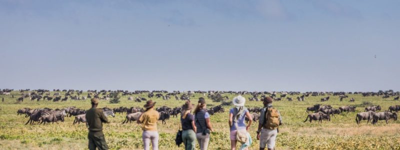 Group of tourists on a guided safari walk, observing the wildebeest migration in Mwiba and Maswa, in Tanzania.