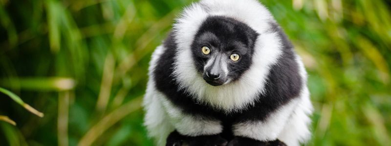 lemur-1383616_1920