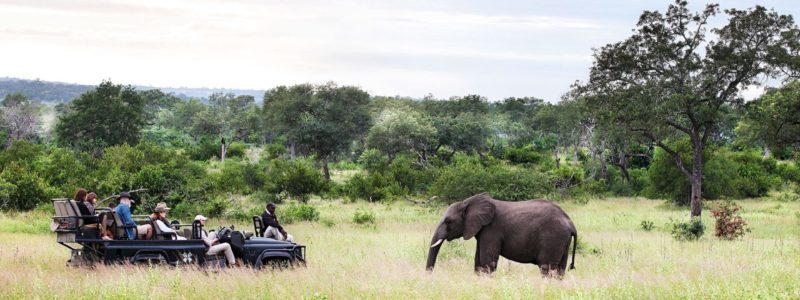 A safari game drive vehicle with several people on board observes a large elephant in a grassy savanna. Lush green trees and bushes form the background under a bright sky, showcasing a typical wildlife viewing experience.