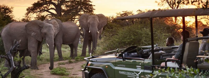 Zimbabwe African safari. View of herd of elephants from jeep travelling through African landscape illuminated by golden sunset.