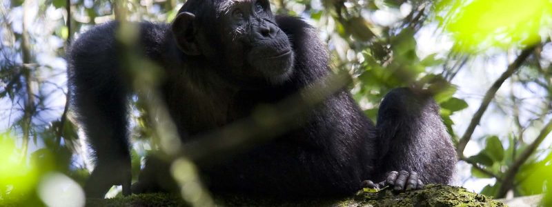 primate-lodge=405167-300