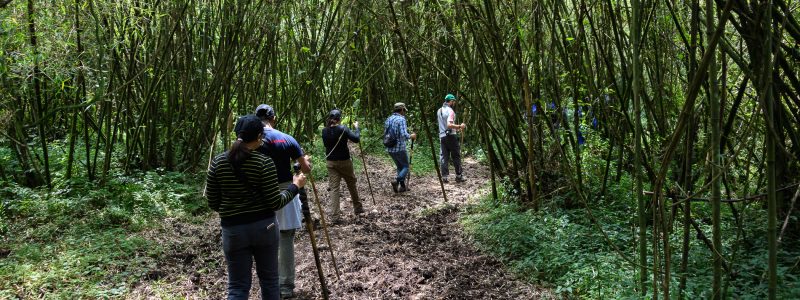 Rwanda Walking Safari. Group of people trekking through forests and trees. African safari.