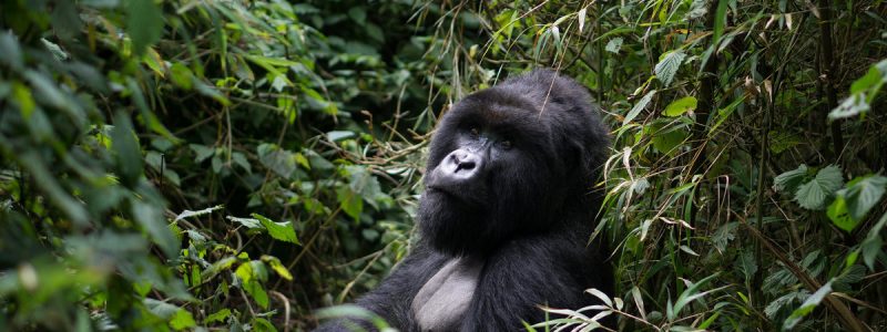 serene-mountain-gorilla_121762844