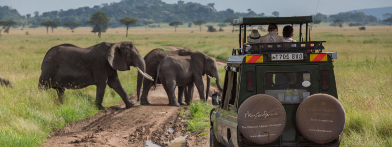 serengetipioneer_-_game_drives_c_silverless