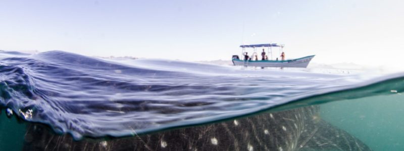 shutterstock_526658740