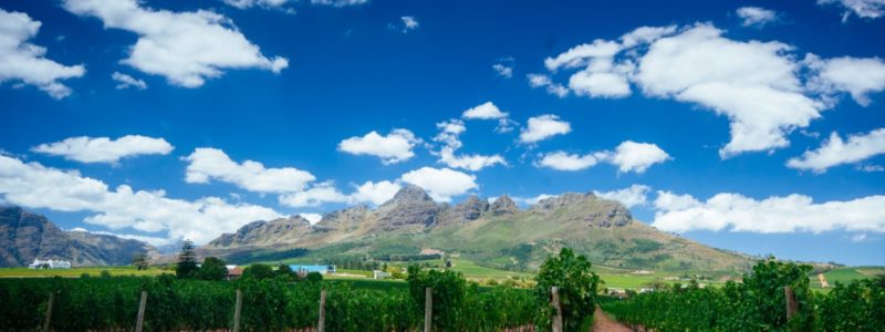 shutterstock_536249884_stellenbosch_winelands