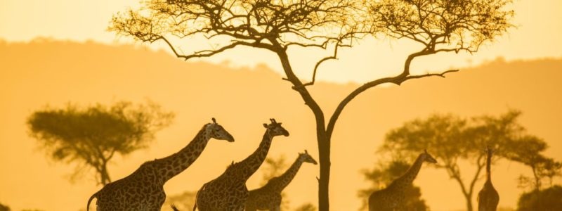 silverless_pioneer_6r1a5774