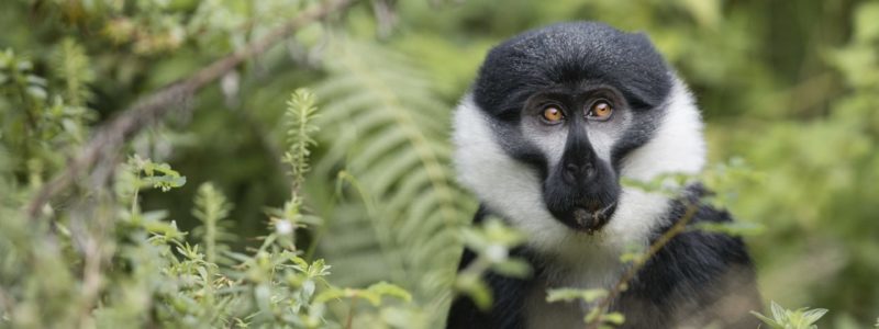 singita_kwitonda_lodge_-_monkey_1_-_b39i1522