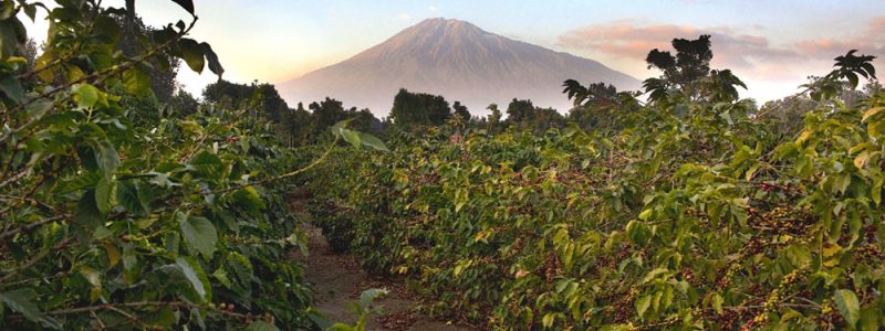 Coffee plants with ripe berries in Arusha, Tanzania, with Mount Meru rising in the background.