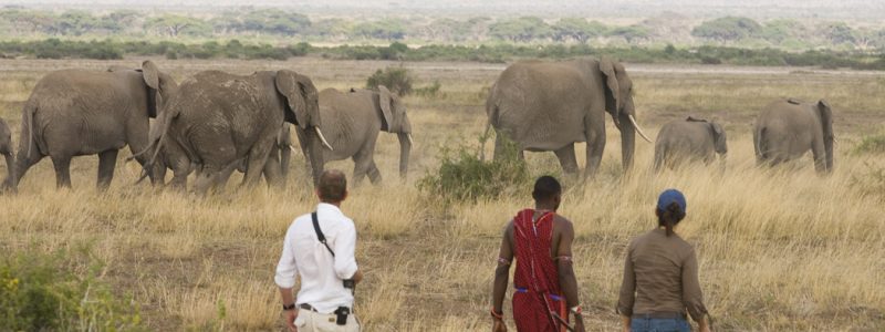tortilis_camp_-_activities_-_bush_walk_with_herd_of_elephants_cdavid_rogers-3