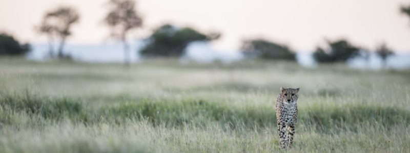 wildlife_-_grumeti_-_cheetah_1