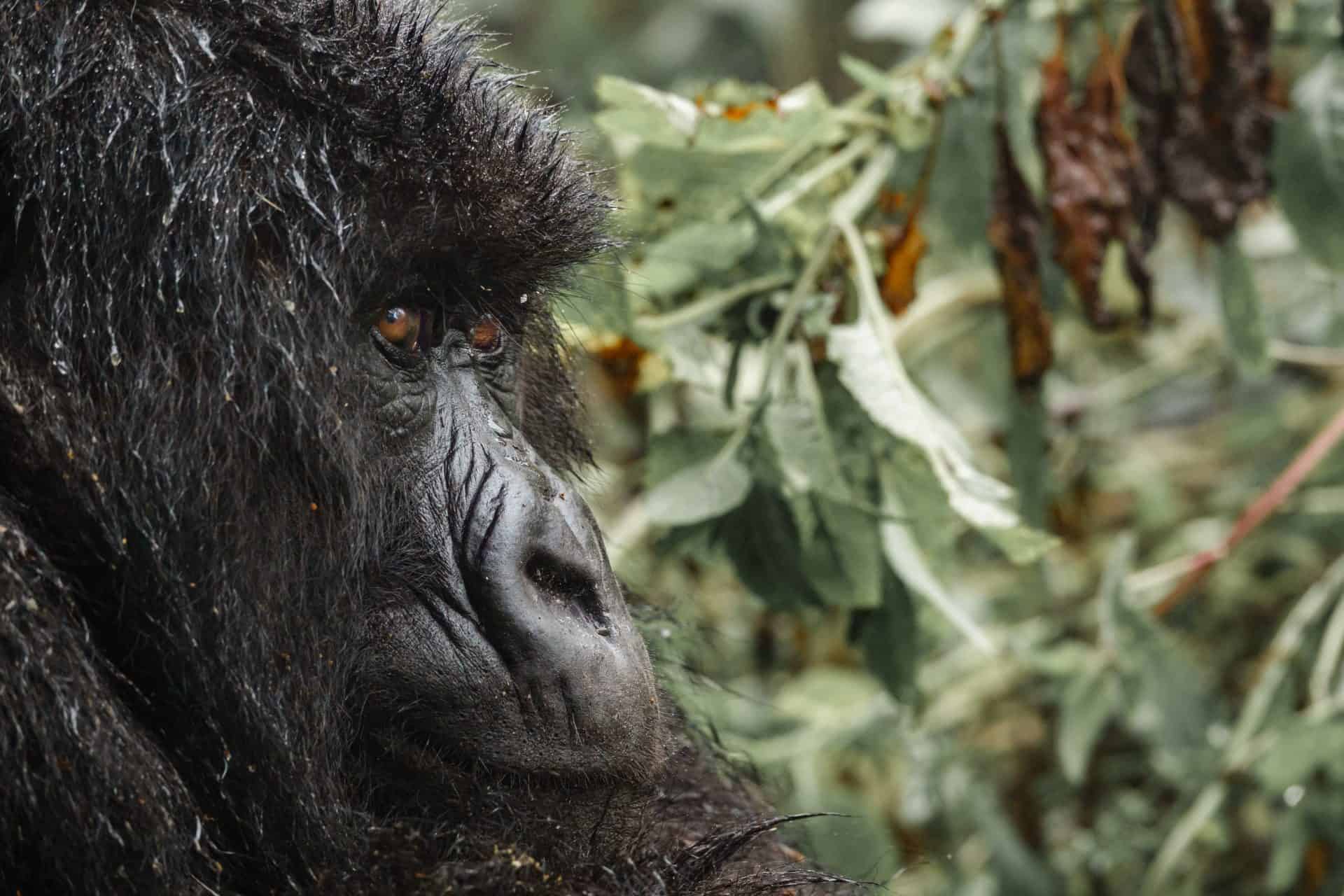 Close-up of a mountain gorilla in its lush forest habitat during a luxury gorilla trekking safari in Africa, offering an unforgettable wildlife encounter.