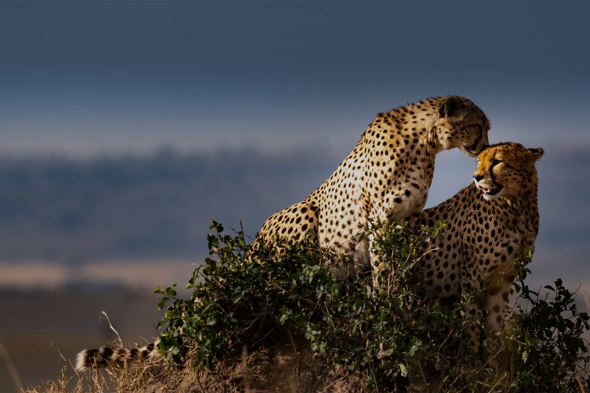 ker downey africa brazil dmc