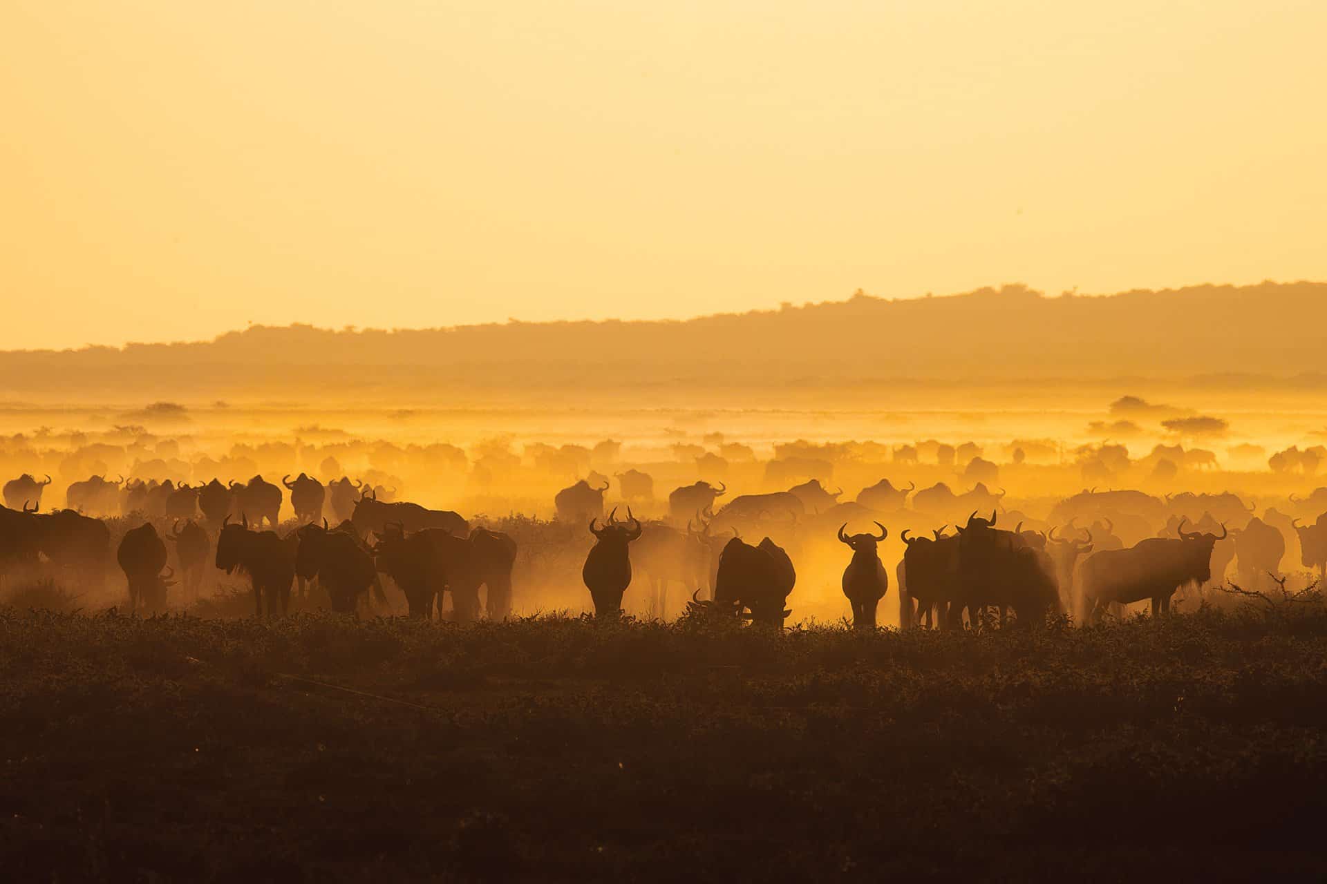 luxury-travel-auction-calving-migration