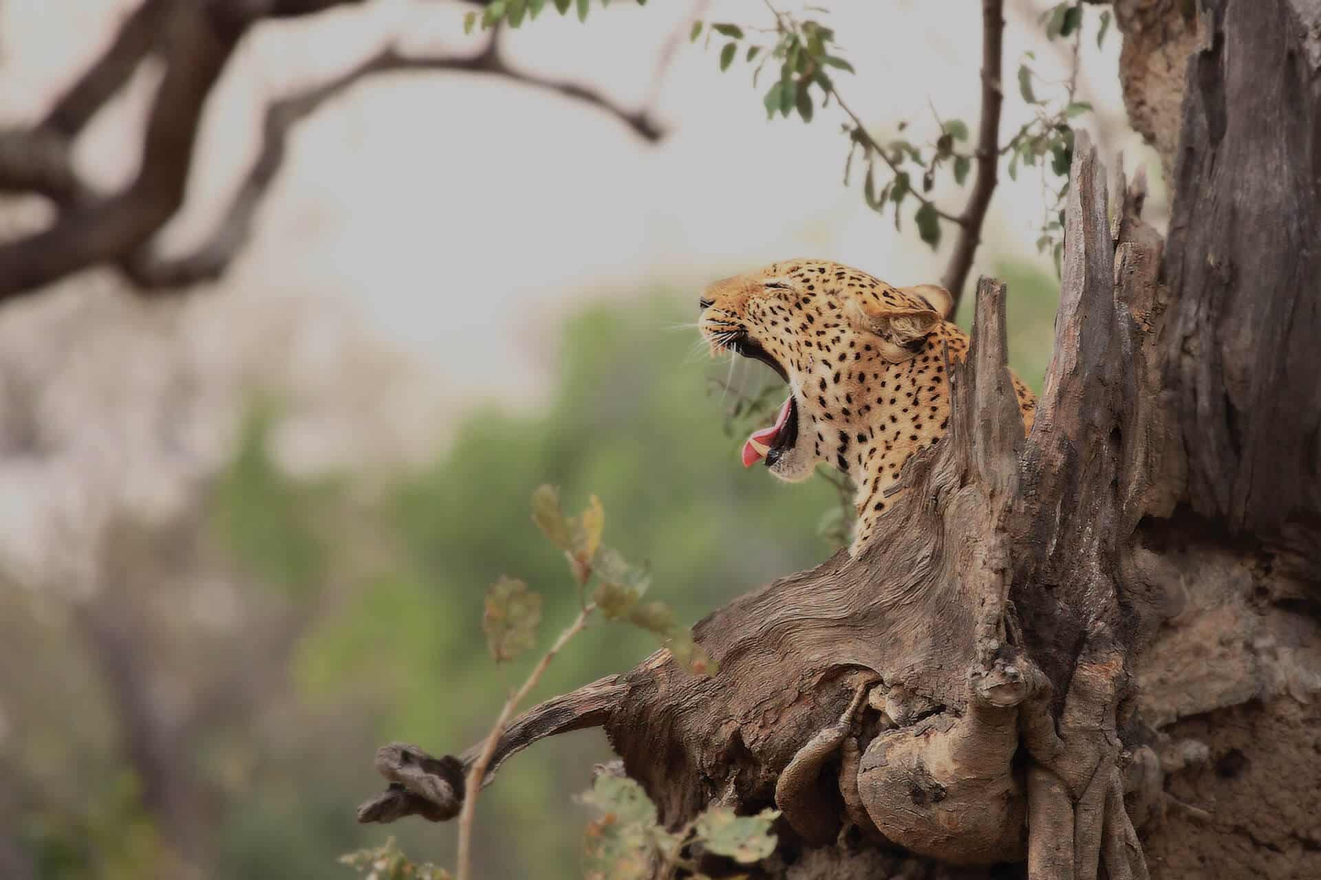 Leopard yawning while resting on a tree branch, with blurred green foliage in the background, taken in Kruger National Park, South Africa.